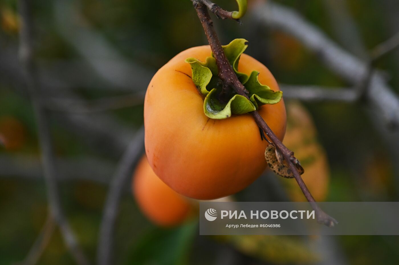 Сбор урожая хурмы в Сочи