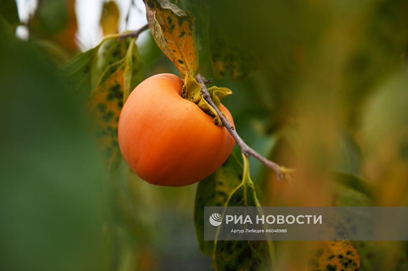 Сбор урожая хурмы в Сочи