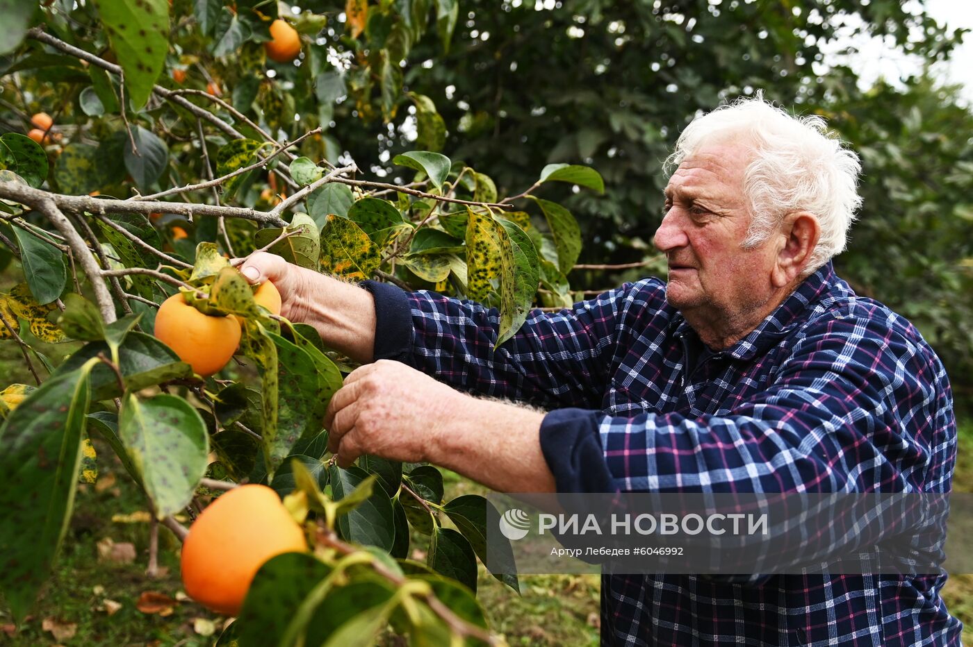 Сбор урожая хурмы в Сочи