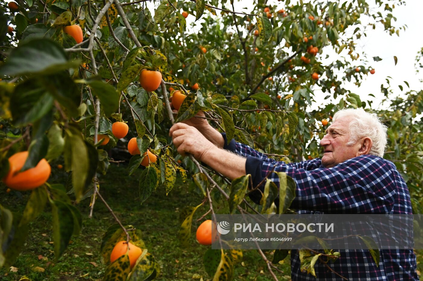 Сбор урожая хурмы в Сочи