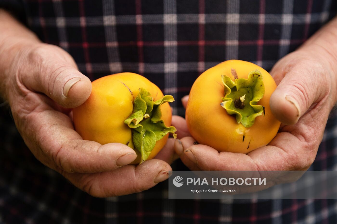 Сбор урожая хурмы в Сочи