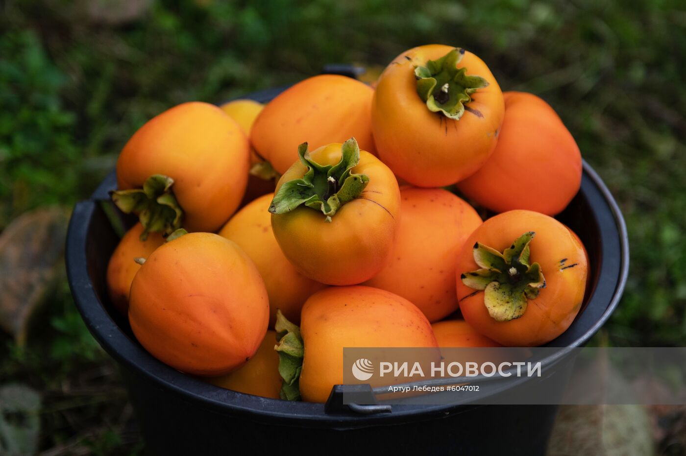 Сбор урожая хурмы в Сочи