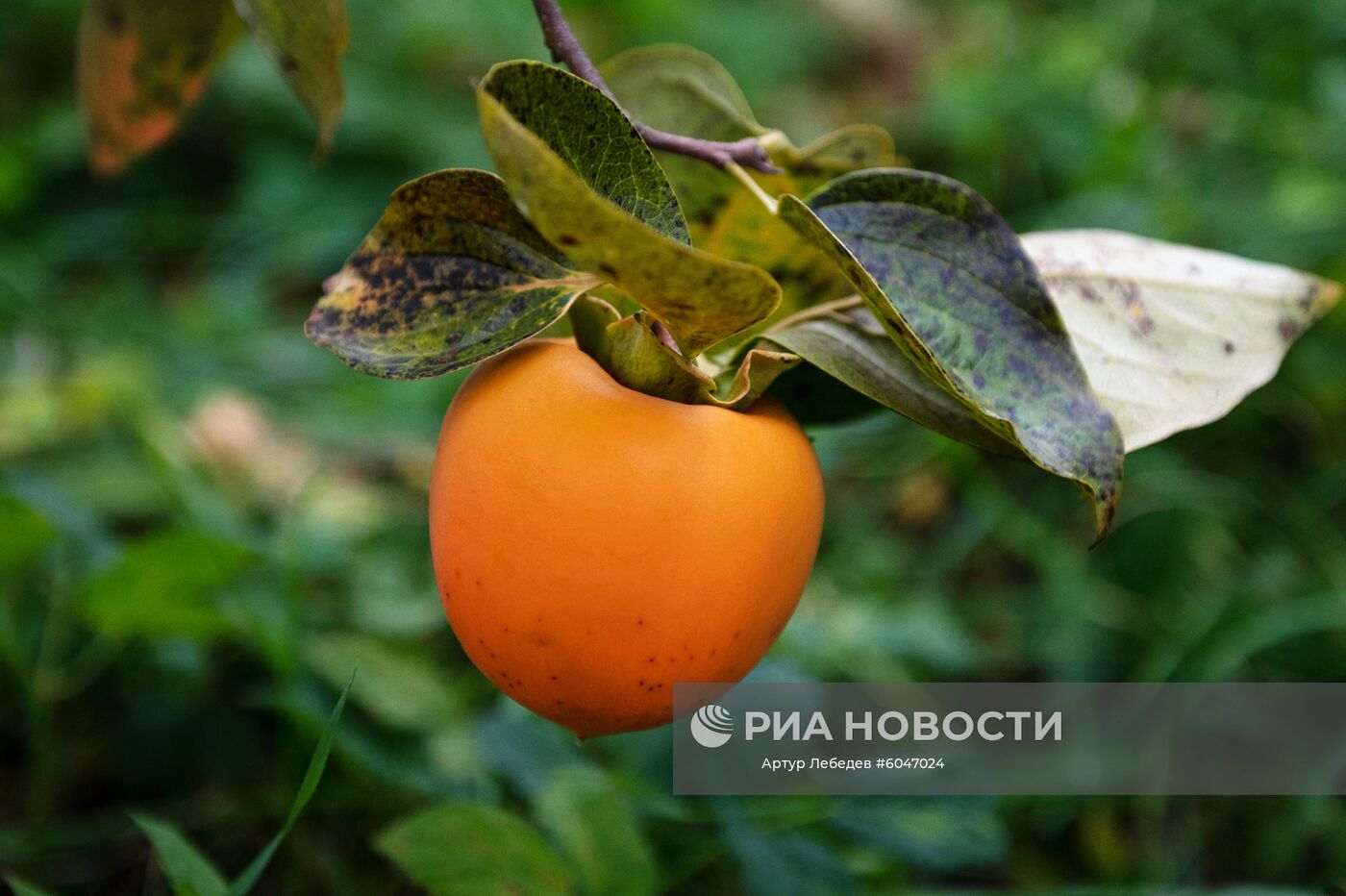 Сбор урожая хурмы в Сочи