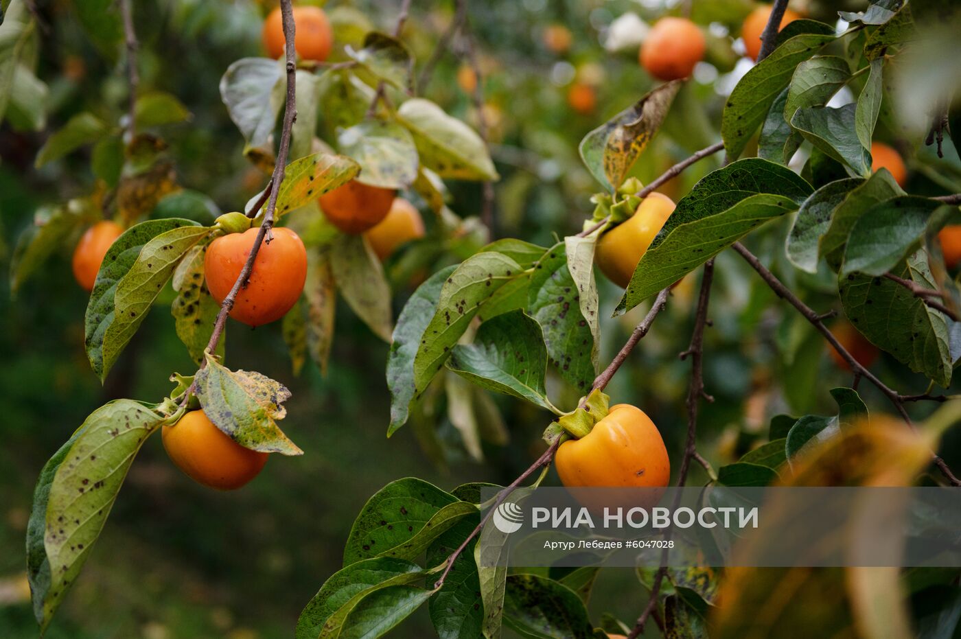 Сбор урожая хурмы в Сочи