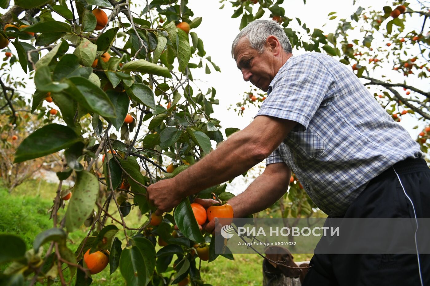 Сбор урожая хурмы в Сочи