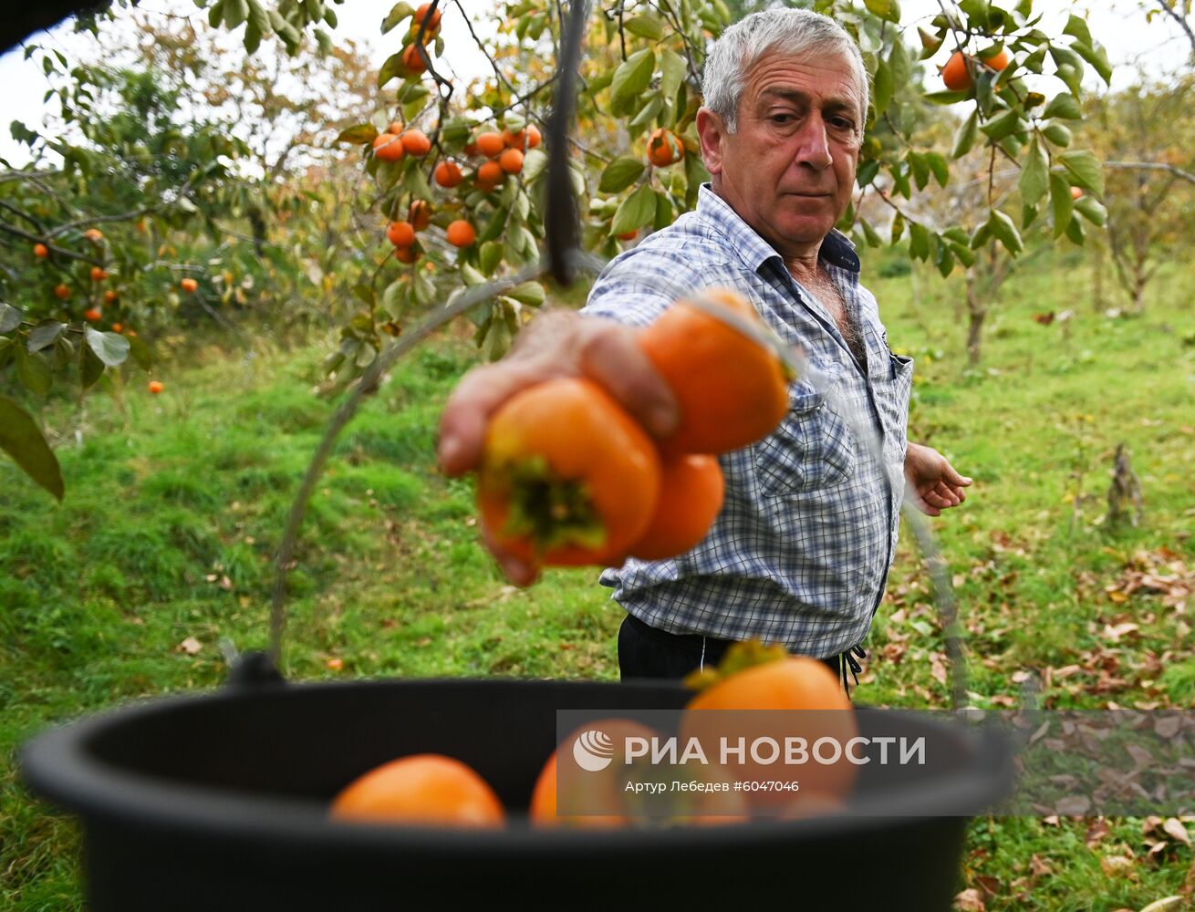 Сбор урожая хурмы в Сочи