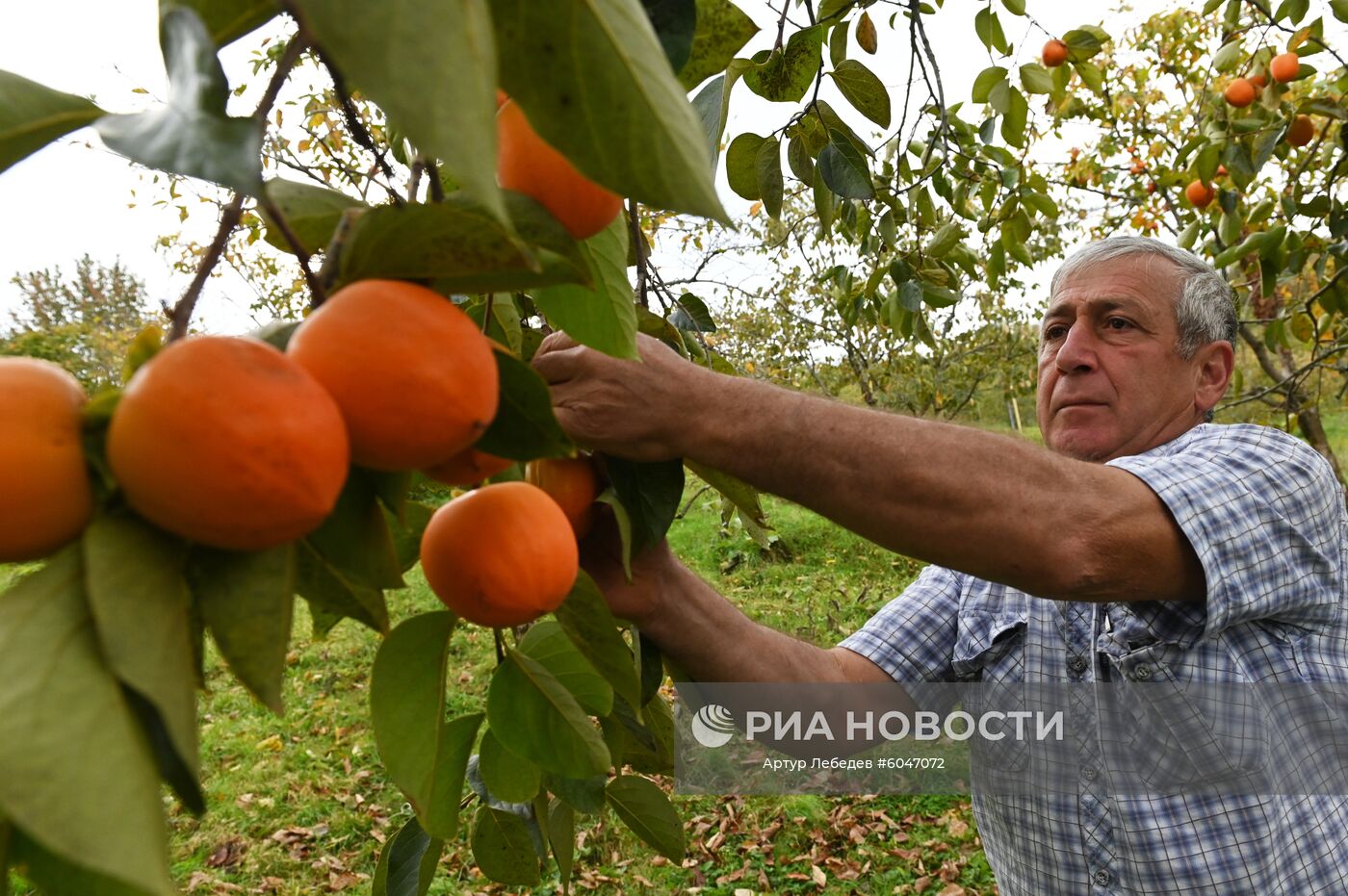 Сбор урожая хурмы в Сочи