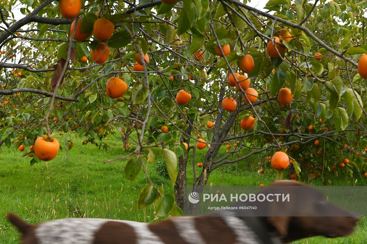Сбор урожая хурмы в Сочи