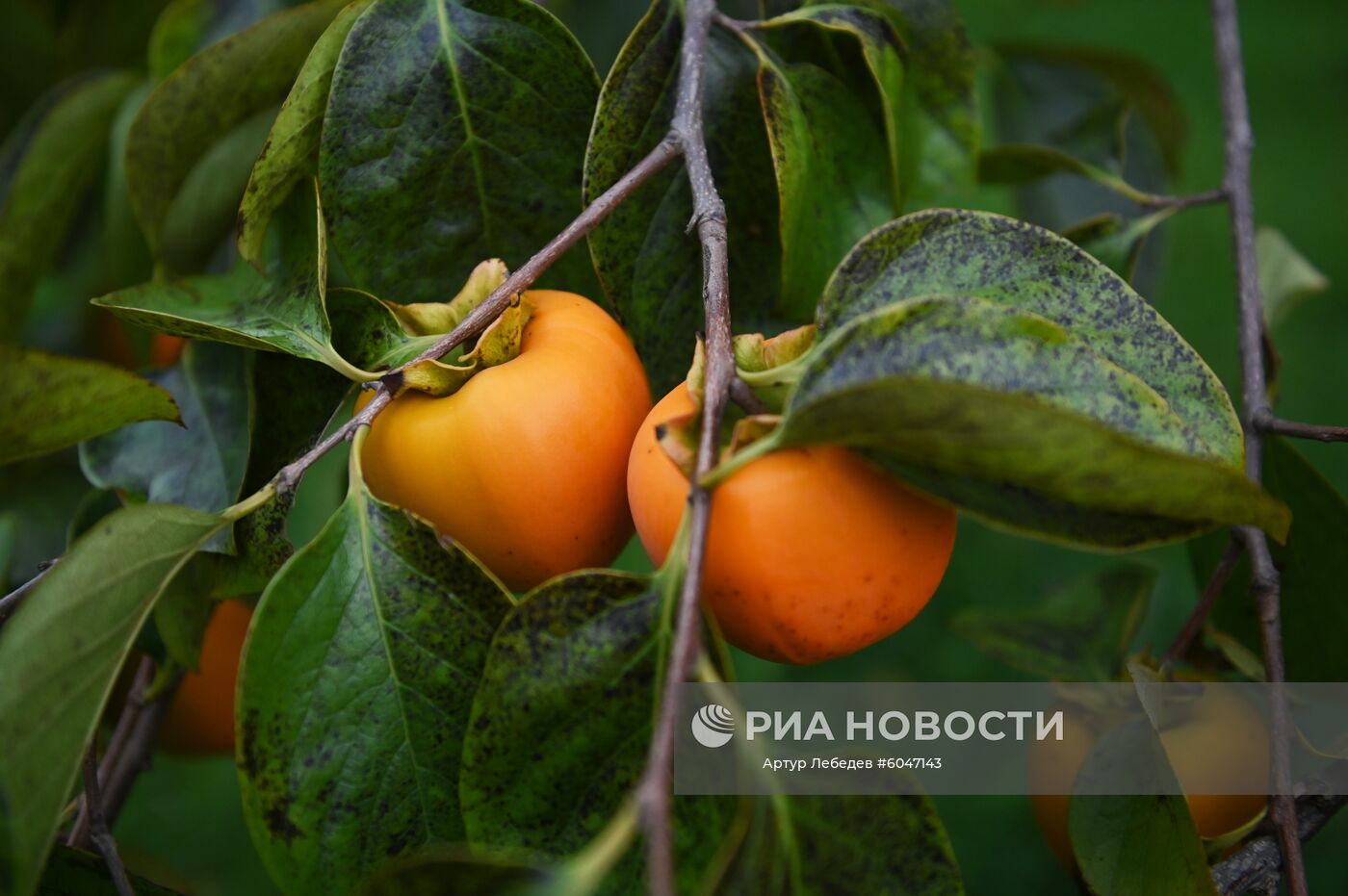 Сбор урожая хурмы в Сочи