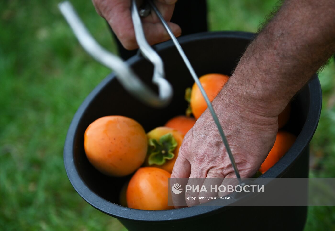 Сбор урожая хурмы в Сочи