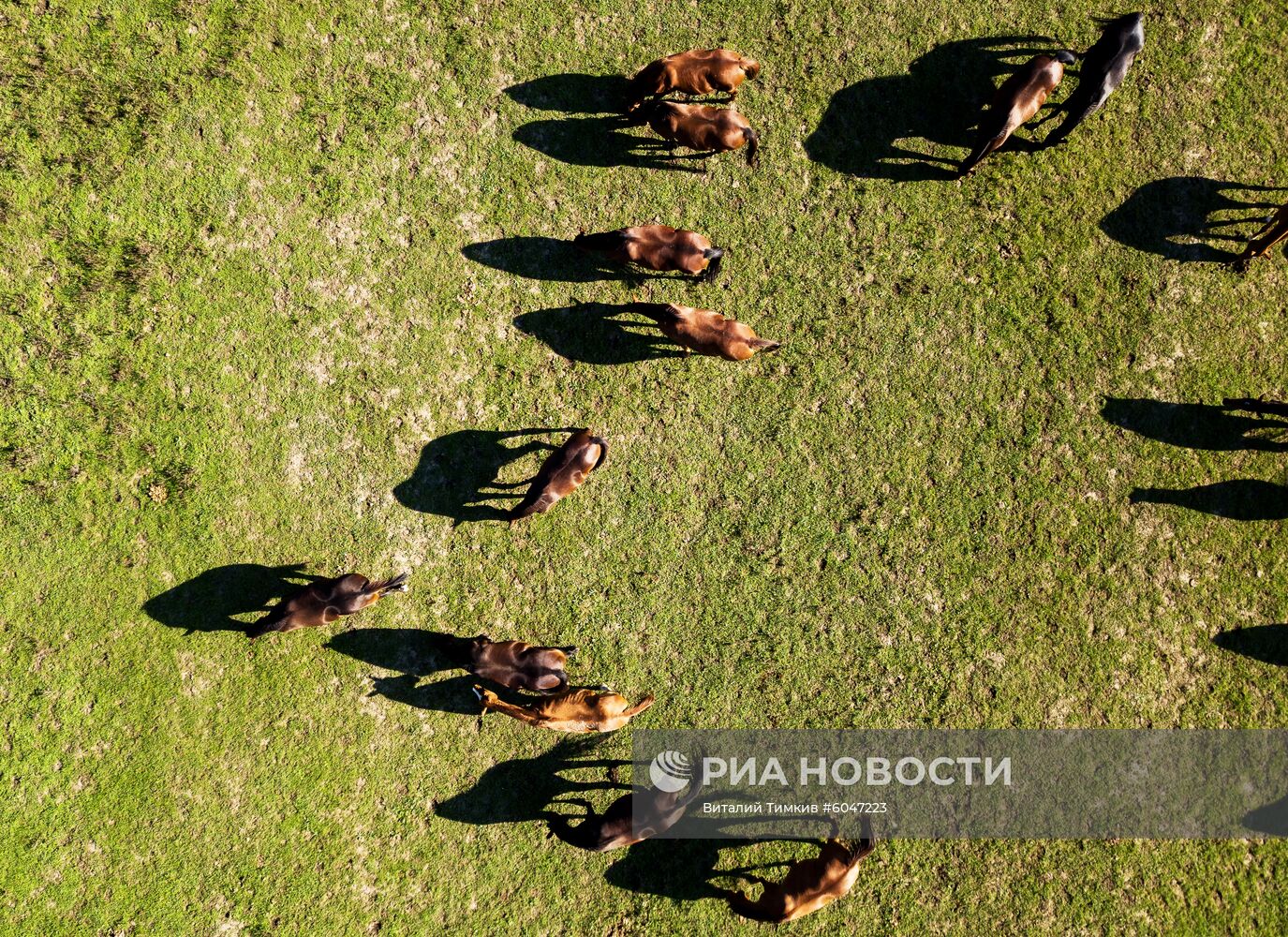 Конный завод "Восход" в Краснодарском крае