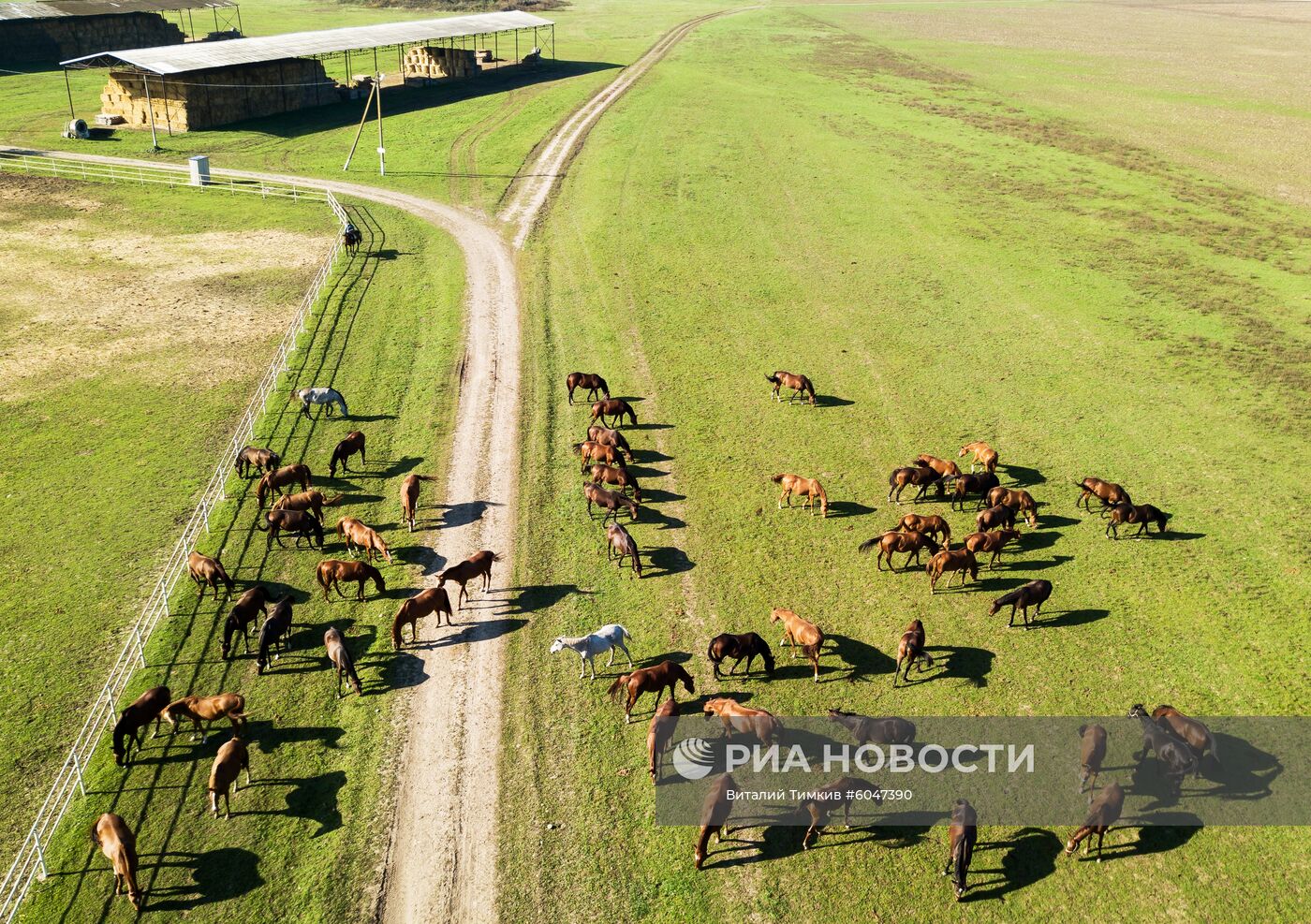 Конный завод "Восход" в Краснодарском крае