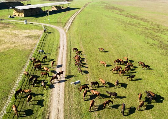 Конный завод "Восход" в Краснодарском крае