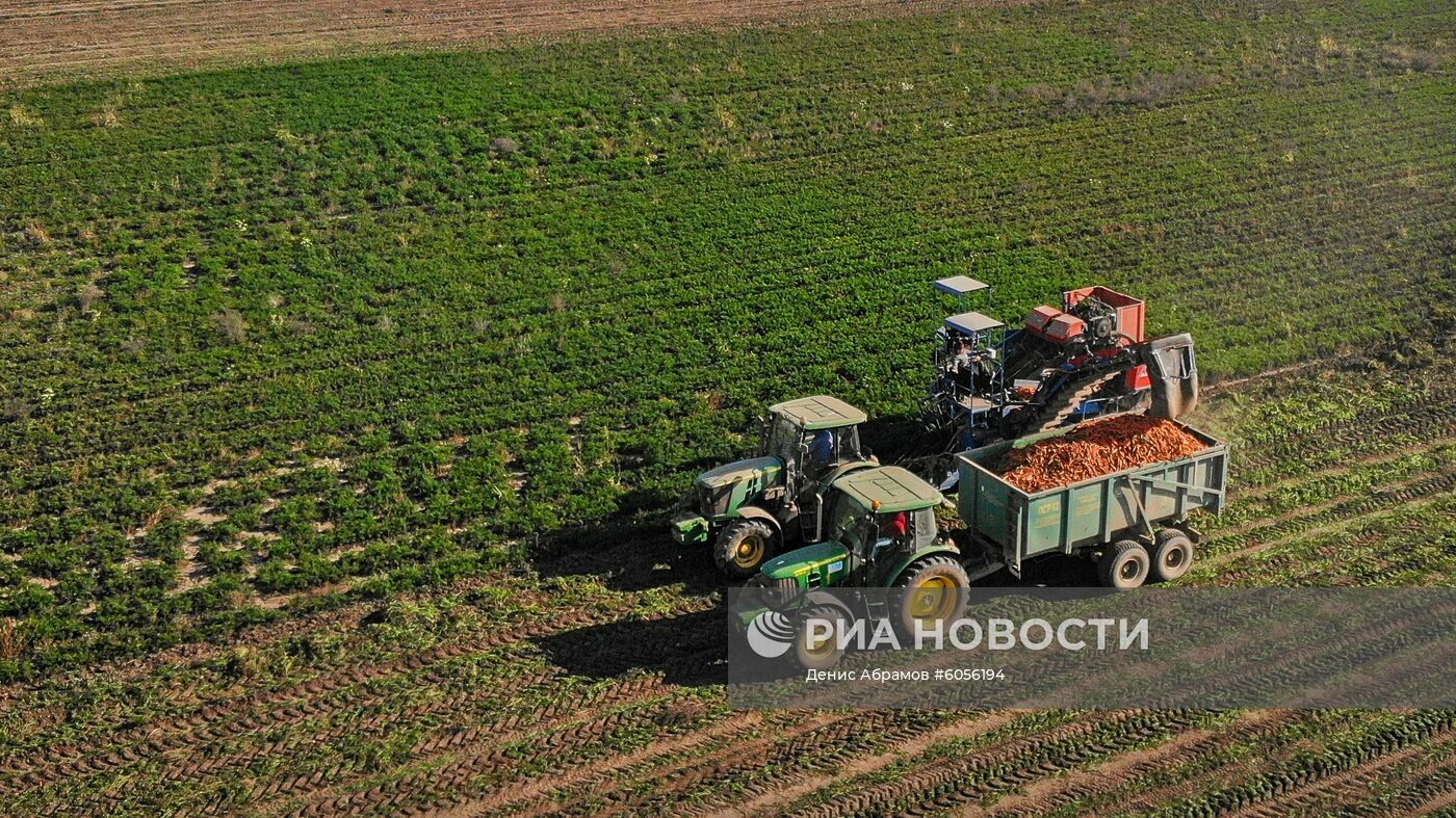 Уборка урожая моркови в Кабардино-Балкарии