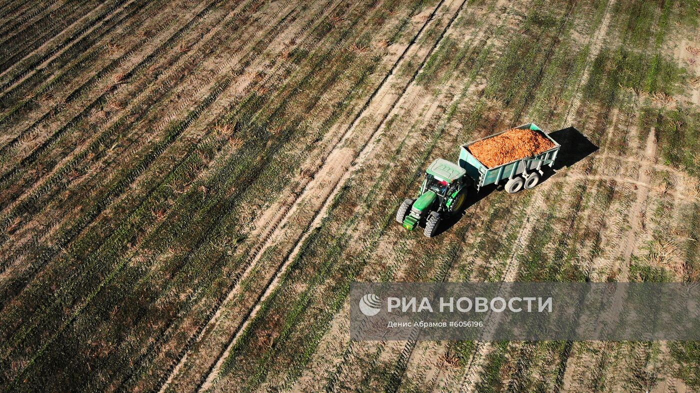 Уборка урожая моркови в Кабардино-Балкарии