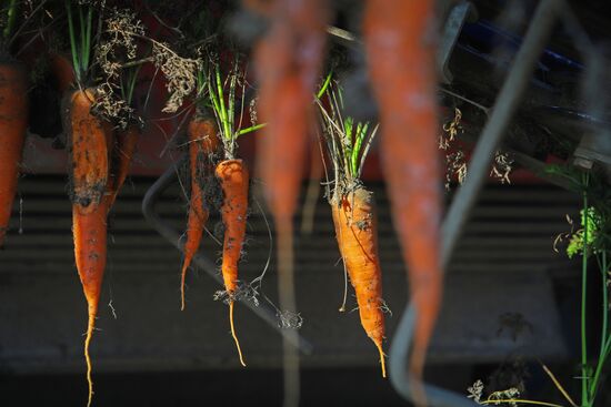 Уборка урожая моркови в Кабардино-Балкарии