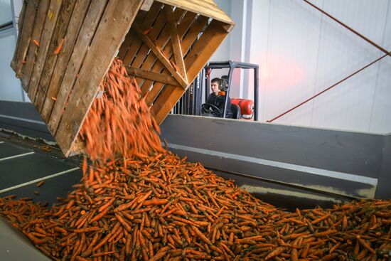 Уборка урожая моркови в Кабардино-Балкарии