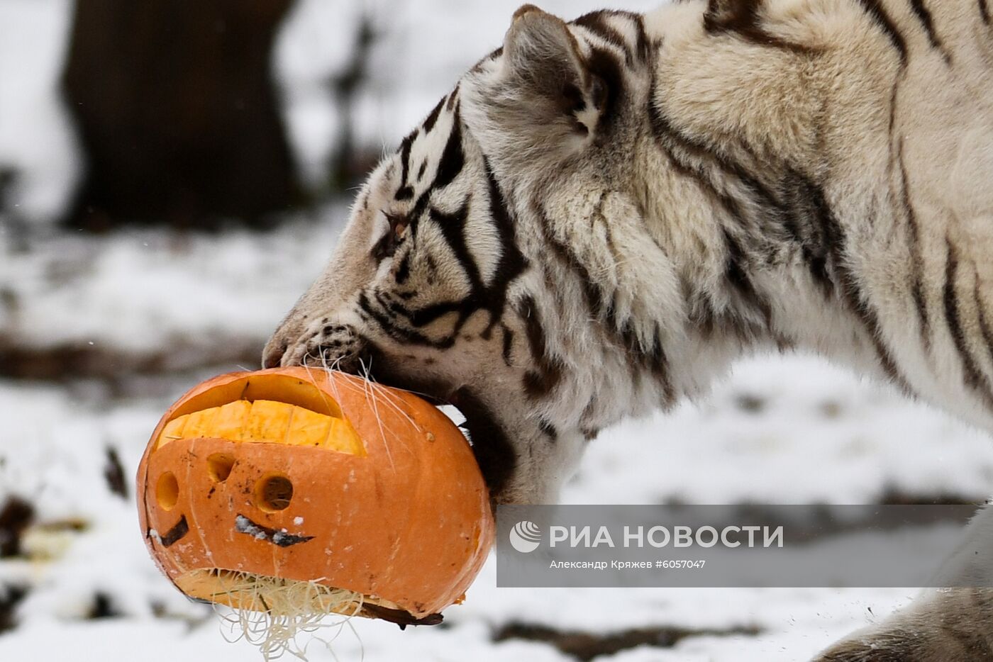 "День тыквы" в Новосибирском зоопарке