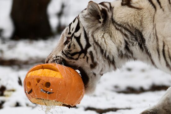 "День тыквы" в Новосибирском зоопарке