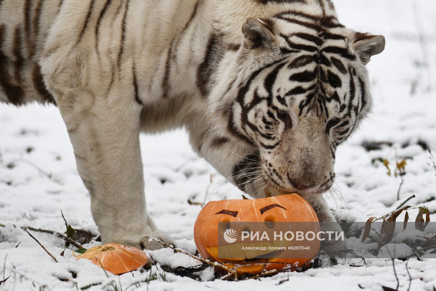 "День тыквы" в Новосибирском зоопарке