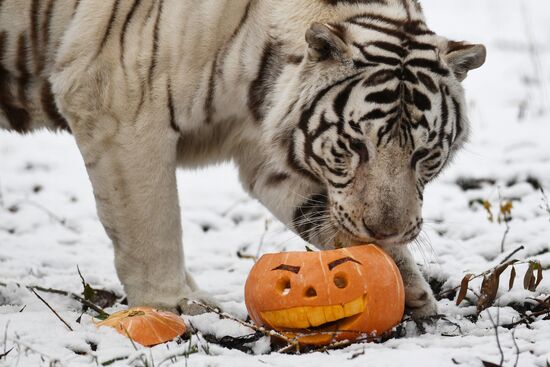 "День тыквы" в Новосибирском зоопарке