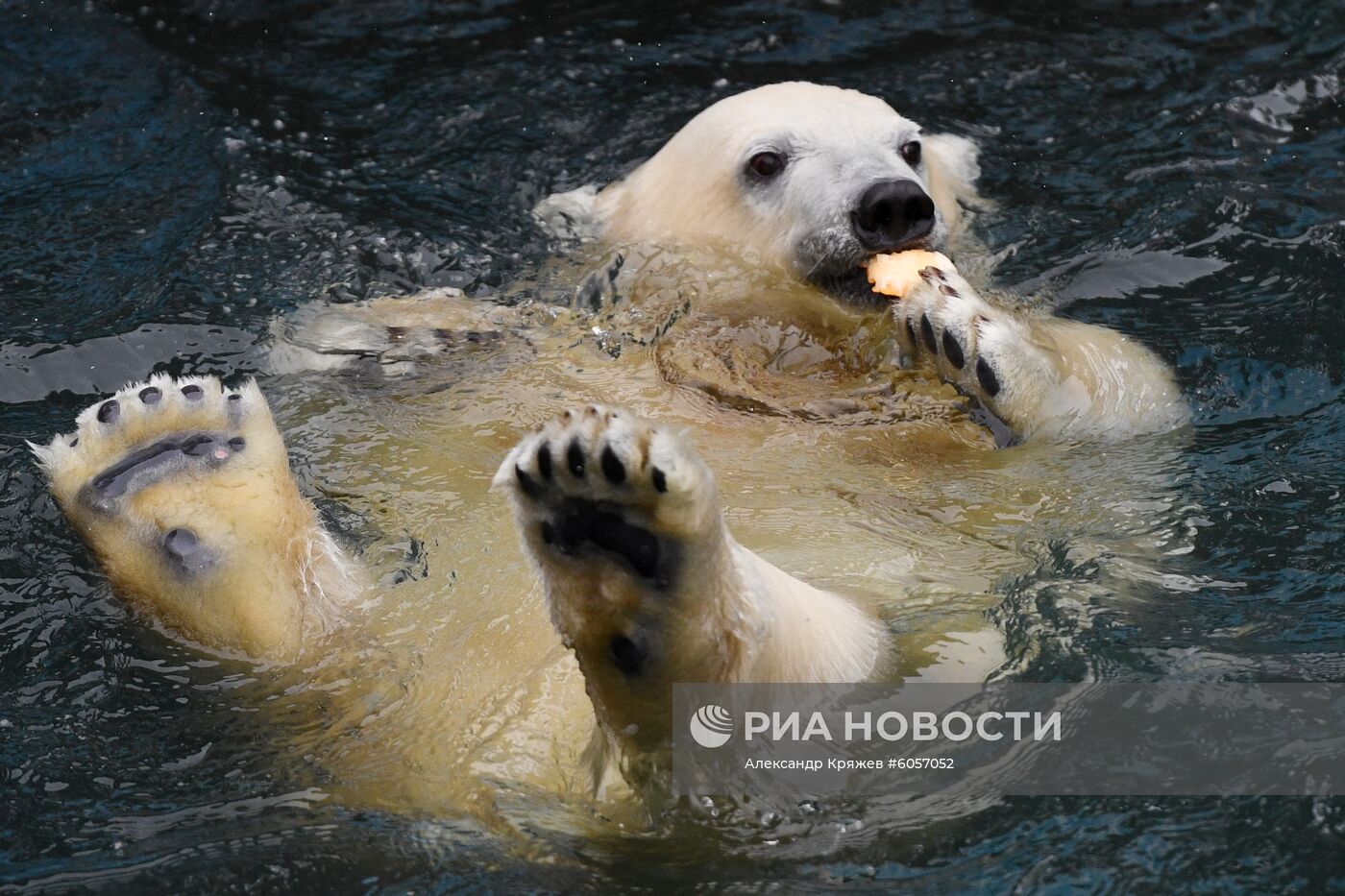 "День тыквы" в Новосибирском зоопарке