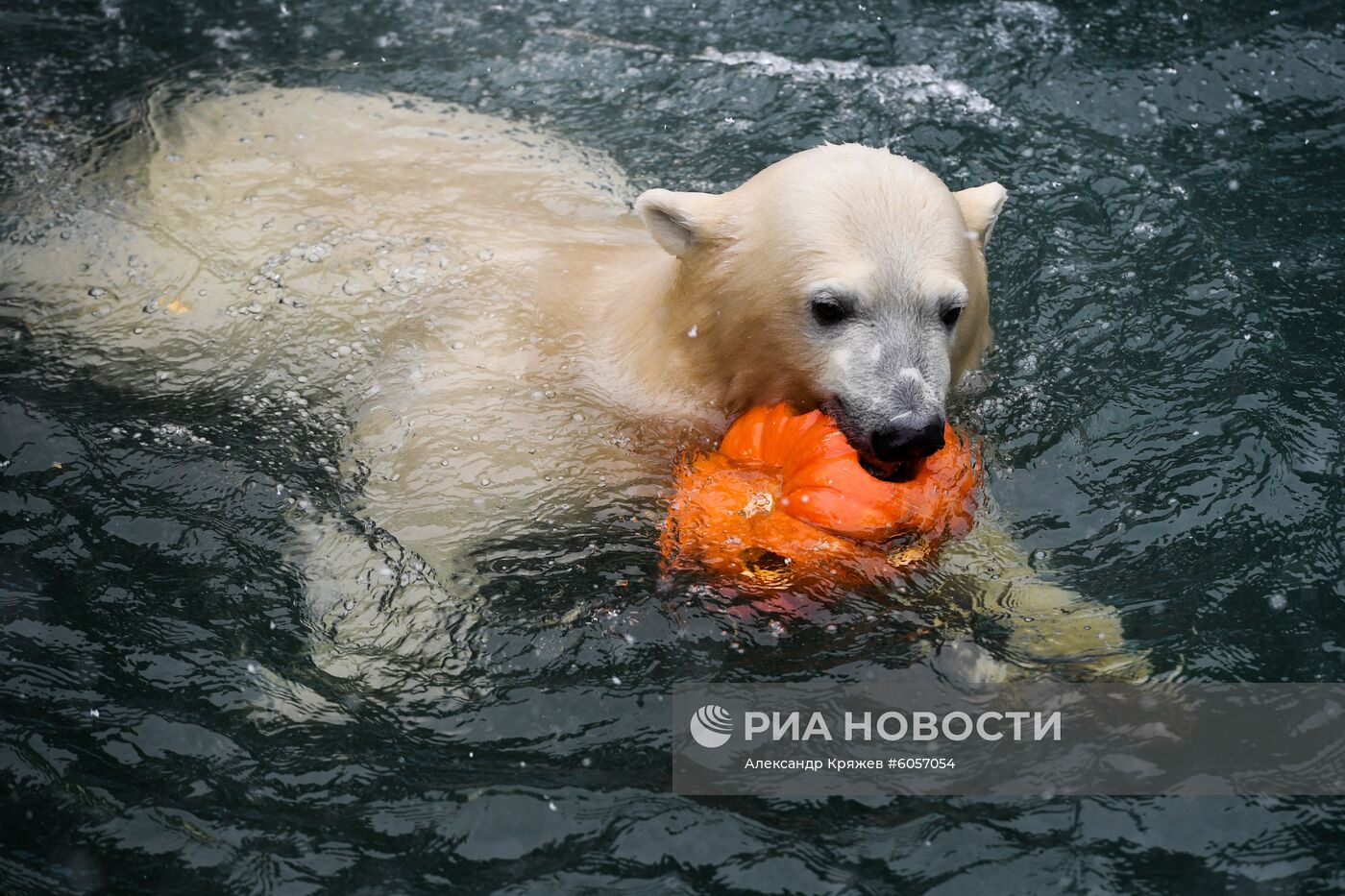 "День тыквы" в Новосибирском зоопарке