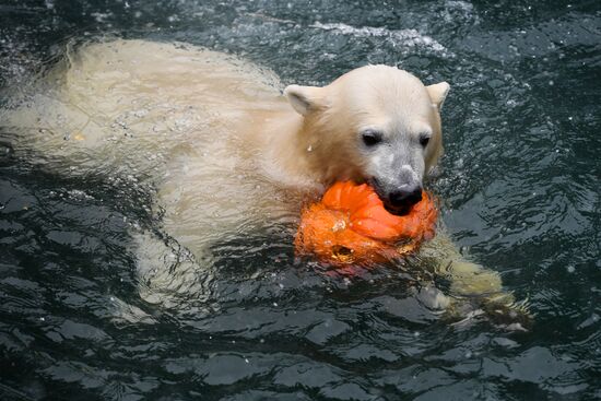"День тыквы" в Новосибирском зоопарке