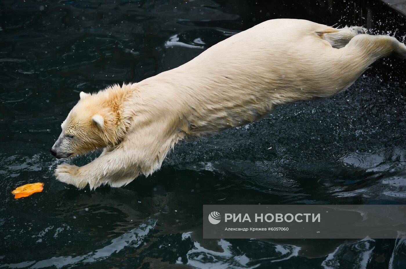 "День тыквы" в Новосибирском зоопарке
