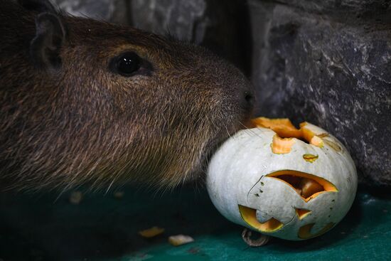 "День тыквы" в Новосибирском зоопарке