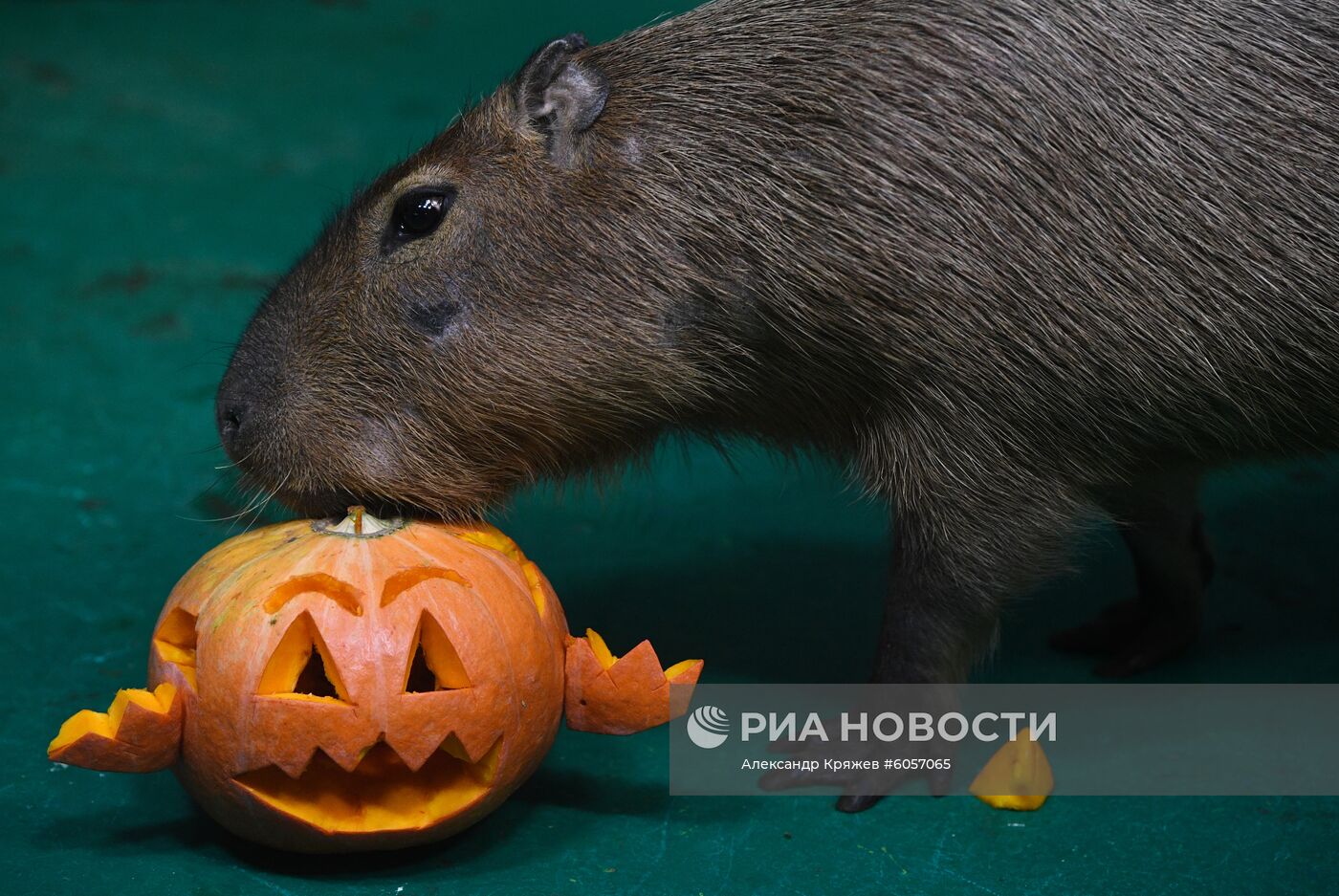 "День тыквы" в Новосибирском зоопарке