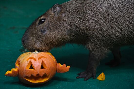 "День тыквы" в Новосибирском зоопарке