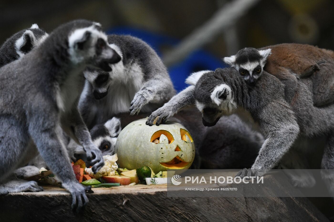"День тыквы" в Новосибирском зоопарке