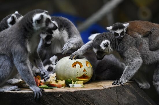 "День тыквы" в Новосибирском зоопарке
