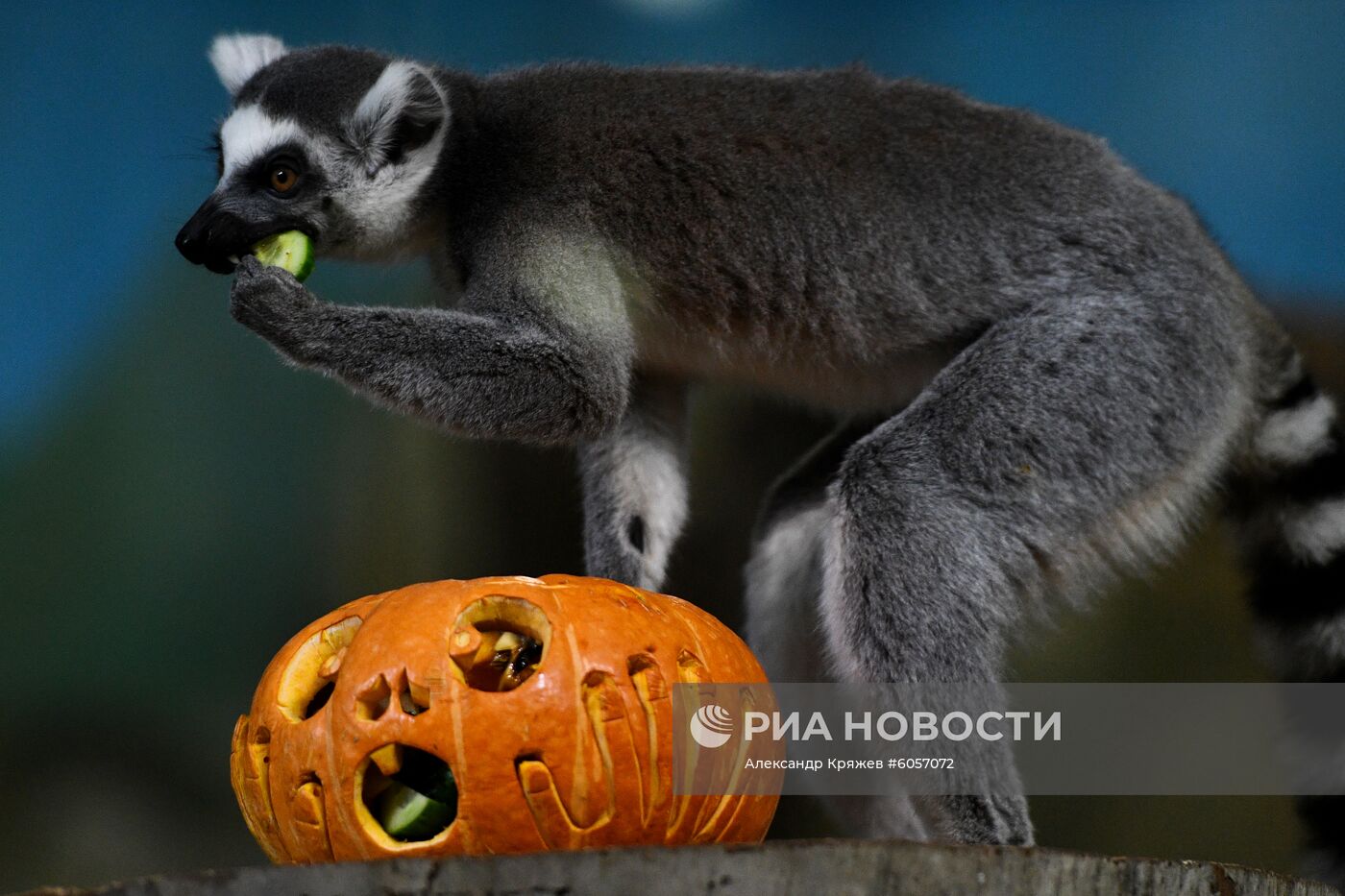 "День тыквы" в Новосибирском зоопарке