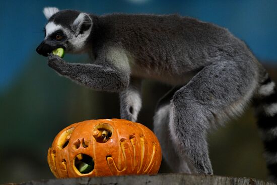 "День тыквы" в Новосибирском зоопарке