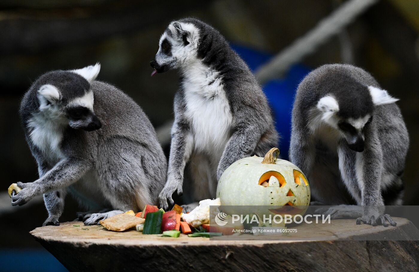 "День тыквы" в Новосибирском зоопарке