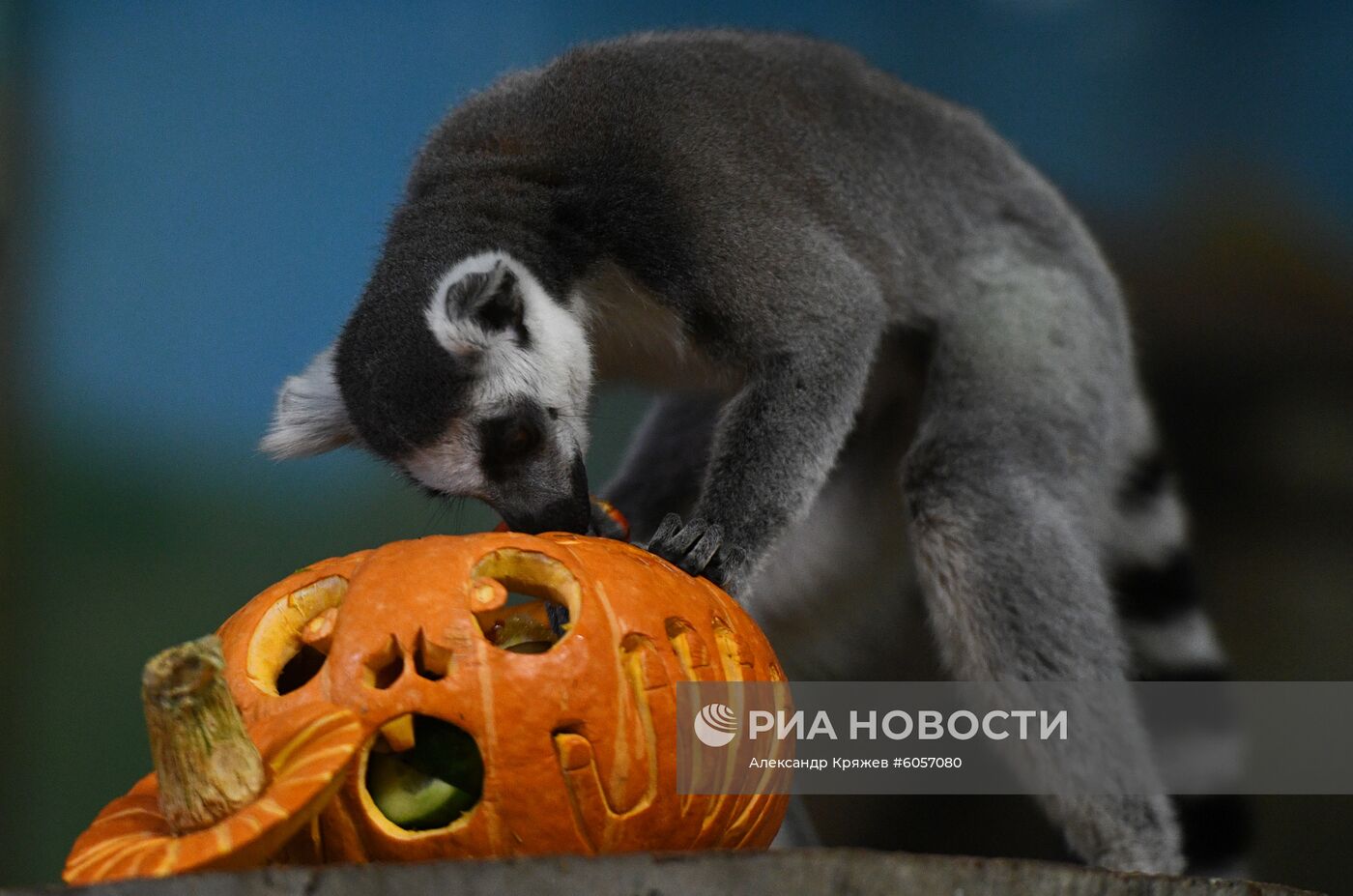 "День тыквы" в Новосибирском зоопарке