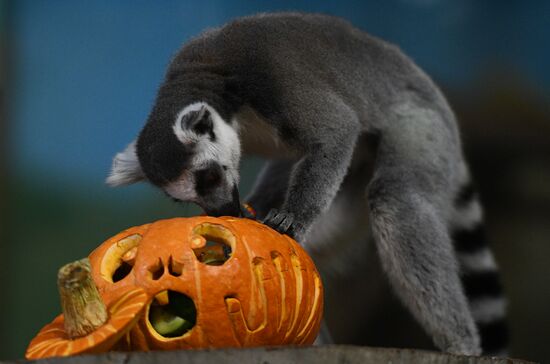 "День тыквы" в Новосибирском зоопарке