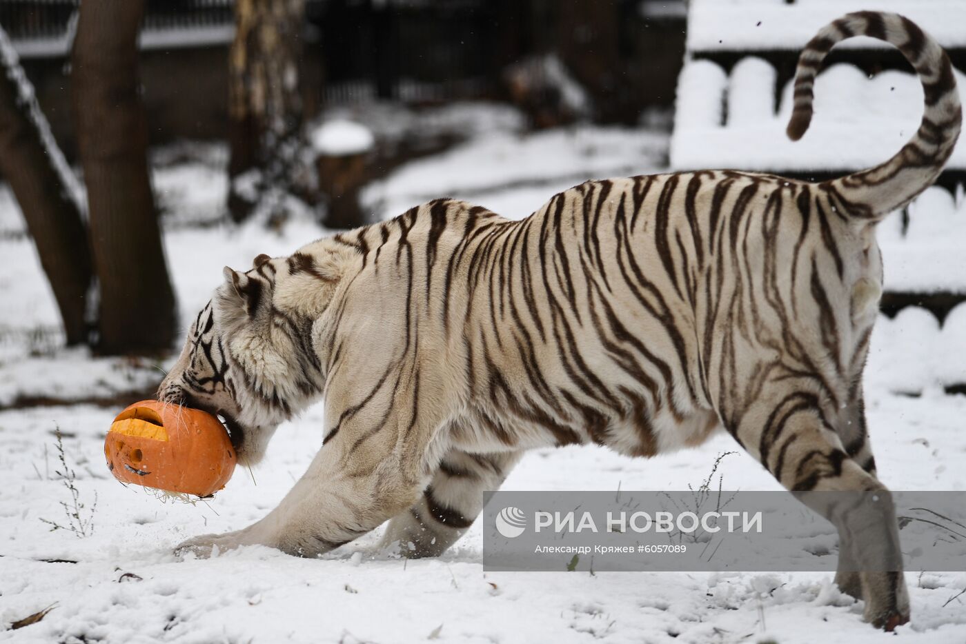 "День тыквы" в Новосибирском зоопарке