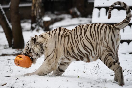 "День тыквы" в Новосибирском зоопарке