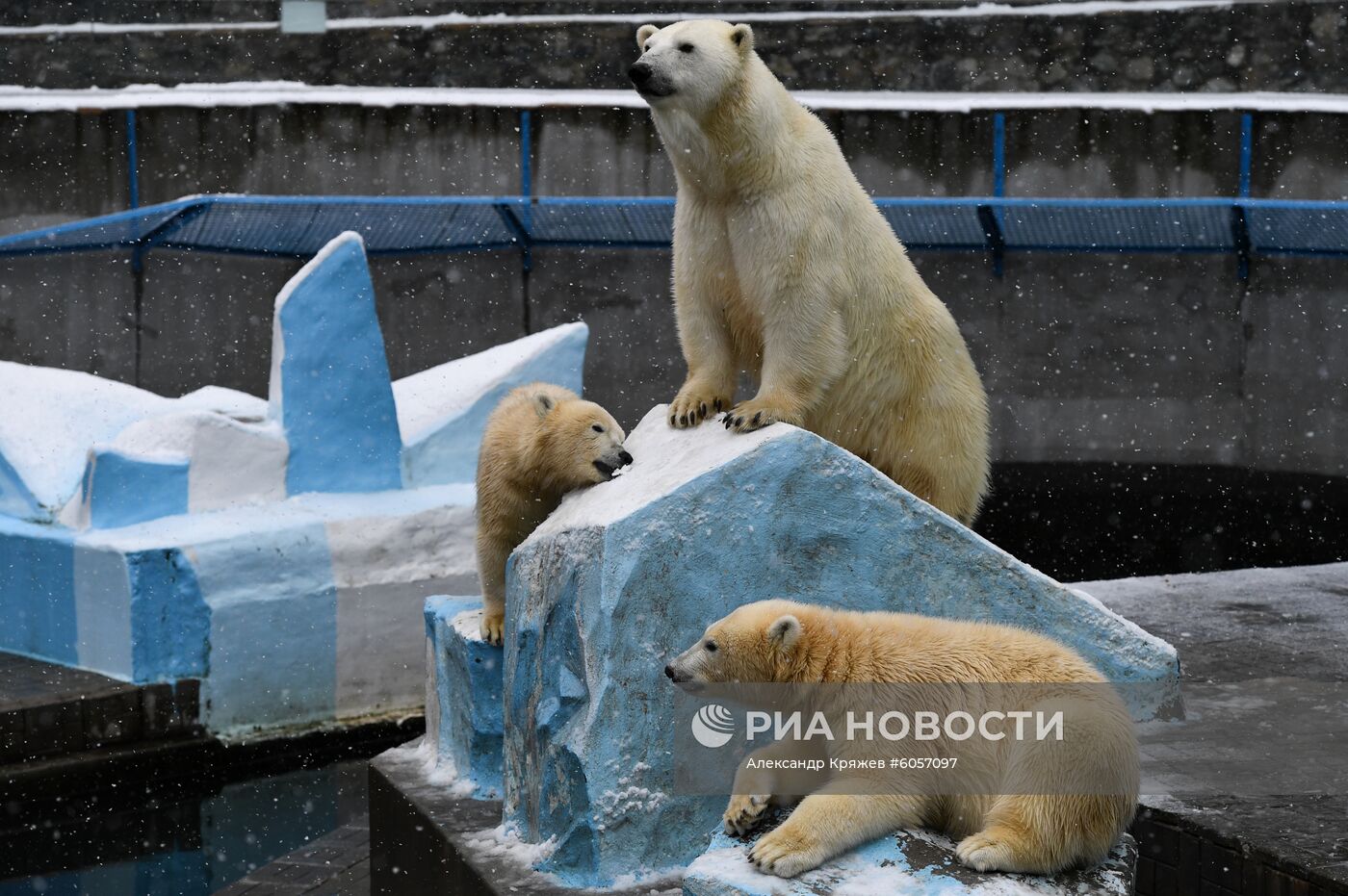 "День тыквы" в Новосибирском зоопарке