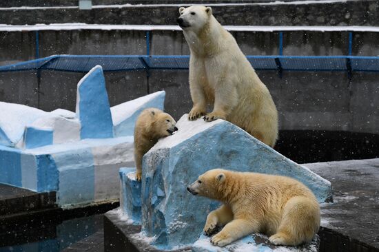 "День тыквы" в Новосибирском зоопарке