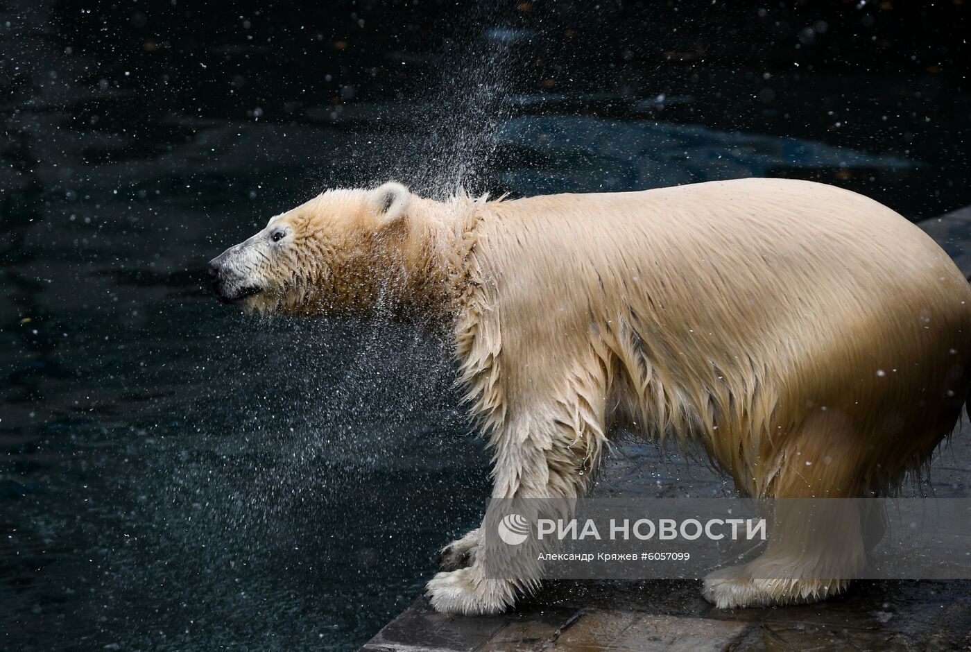 "День тыквы" в Новосибирском зоопарке