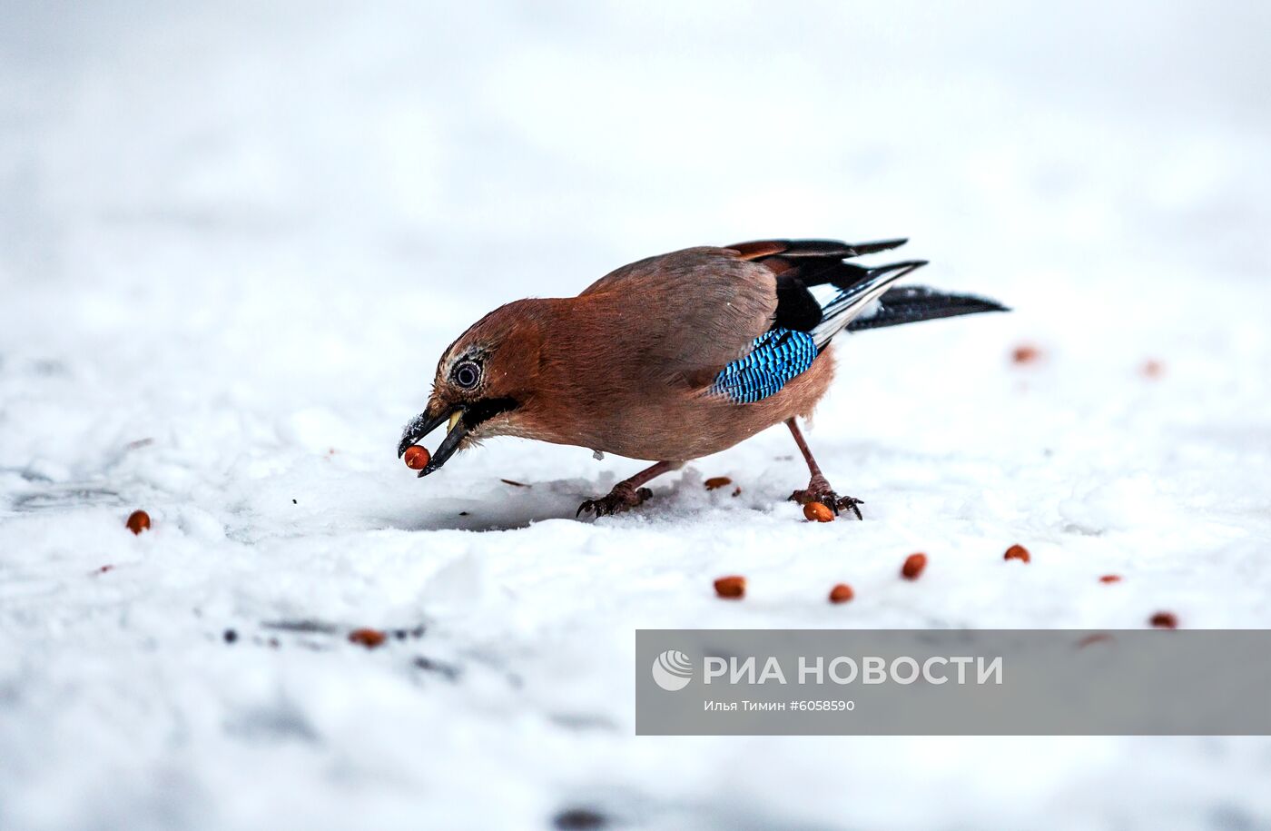 Снегопад в Петрозаводске