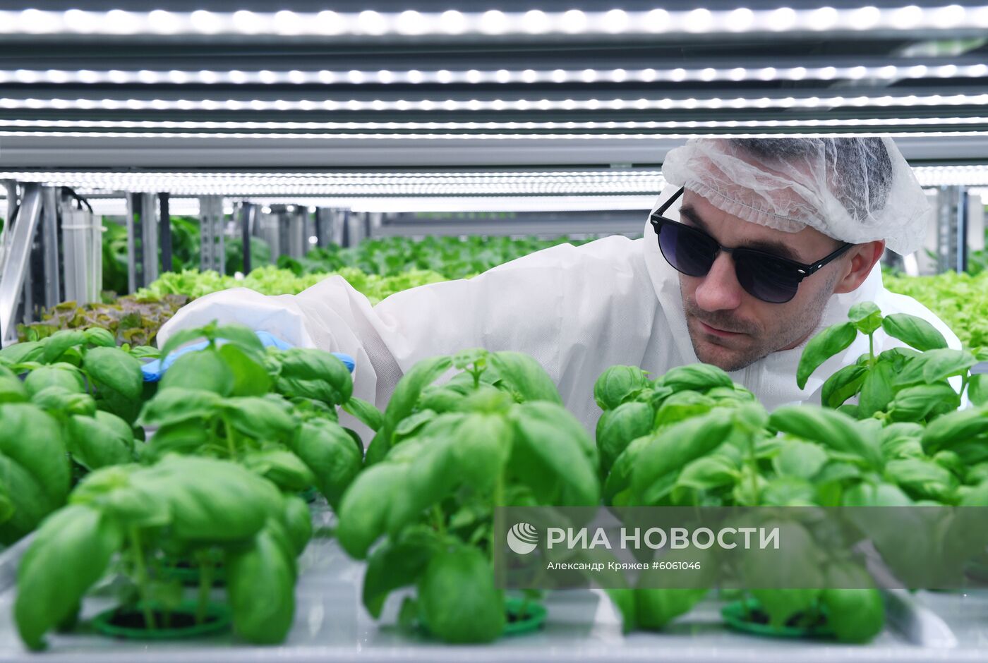 "Вертикальная ферма" компании iFarm в Новосибирске