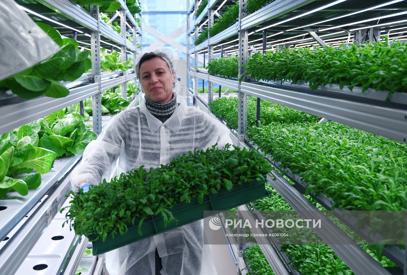 "Вертикальная ферма" компании iFarm в Новосибирске