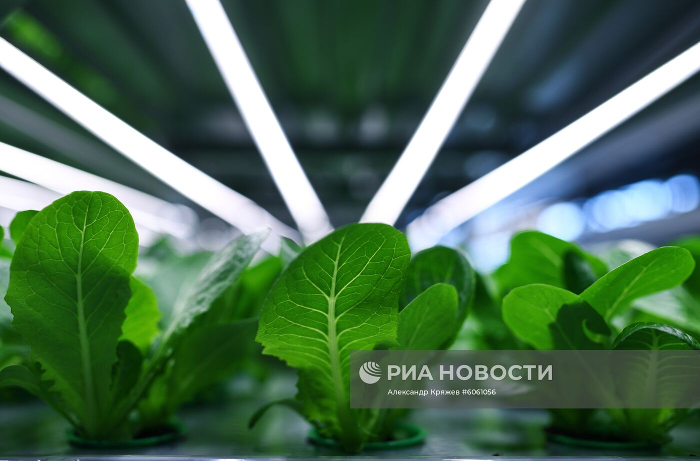 "Вертикальная ферма" компании iFarm в Новосибирске