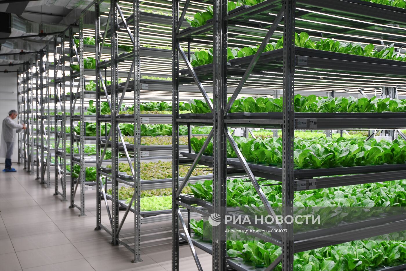 "Вертикальная ферма" компании iFarm в Новосибирске
