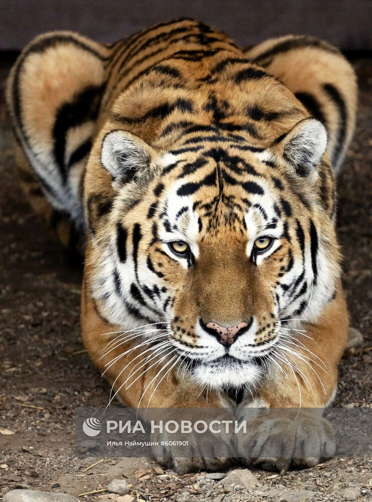 Парк флоры и фауны "Роев ручей" в Красноярске